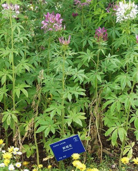 屬陰的植物|園藝｜40種耐陰植物，沒有光照也能活